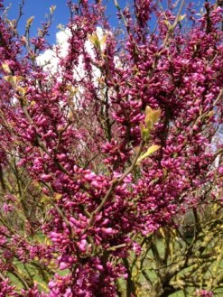 Cercis Chinensis 'Avondale' (Judasbaum)