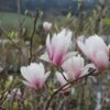 Magnolia Soulangeana (Tulpenmagnolie)