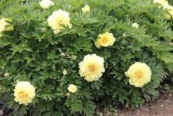 Paeonia Itoh-Hybride 'Bartzella' (Intersektionelle Pfingstrose) -Grün Raum Verkaufsgeschäft 2000002 Paeonia 20Itoh Hybride 20Bartzella Intersektionelle 20Pfingstrose 2 499ae6d5 8bcd 4b60 8fca d622290fc012