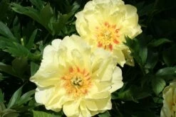 Paeonia Itoh-Hybride 'Bartzella' (Intersektionelle Pfingstrose) -Grün Raum Verkaufsgeschäft 2000002 Paeonia 20Itoh Hybride 20Bartzella Intersektionelle 20Pfingstrose 4 ba830567 5bdb 4302 aace 1d33a02b011c