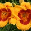 Hemerocallis 'Fooled Me' (Großblumige Taglilie)