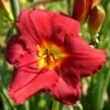Hemerocallis 'Frederik' (Großblumige Taglilie)