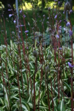 Hosta 'Cherry Berry' (Funkie | Herzblattlilie) -Grün Raum Verkaufsgeschäft 2000265 Hosta 20Cherry 20Berry Funkie 20 20Herzblattlilie 3 b56ef04f 7eff 4fc9 b378 3b1ccb0f9f19