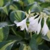 Hosta 'Great Expectations' (Funkie | Herzblattlilie)