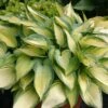 Hosta 'June' (Funkie | Herzblattlilie)