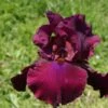 Iris Barbata-Elatior 'Merlot' (Hohe Bartschwertlilie)