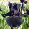 Iris Barbata-Elatior 'Old Black Magic' (Hohe Bartschwertlilie)