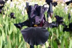 Iris Barbata-Elatior 'Old Black Magic' (Hohe Bartschwertlilie)