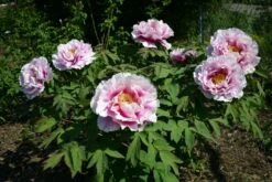 Paeonia Suffruticosa 'Shimanofuji' (Strauchpfingstrose 'Insel Glyzinie') -Grün Raum Verkaufsgeschäft 2000656 Paeonia 20suffruticosa 20Shimanofuji Strauchpfingstrose 20Insel 20Glyzinie 2 ad9d7c58 d4c2 4fcf 9489 fadebfbab280