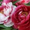 Paeonia Suffruticosa 'Shima Nishiki' (Strauchpfingstrose 'Inselbrokat')