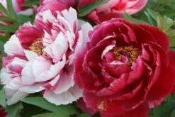 Paeonia Suffruticosa 'Shima Nishiki' (Strauchpfingstrose 'Inselbrokat')