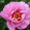 Paeonia Itoh-Hybride 'First Arrival' (Intersektionelle Pfingstrose)