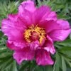 Paeonia Itoh-Hybride 'Morning Lilac' (Intersektionelle Pfingstrose)