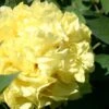 Paeonia Itoh-Hybride 'Yellow Crown' (Intersektionelle Pfingstrose)