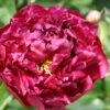 Paeonia Lactiflora 'Highlight' (Staudenpfingstrose)