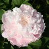Paeonia Lactiflora 'Moon River' (Staudenpfingstrose)