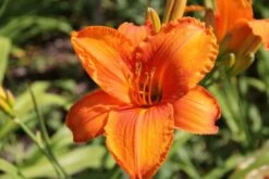 Leuchtfeuer (Farbpower Für Den Garten) -Grün Raum Verkaufsgeschäft 2001000 Leuchtfeuer Farbpower 20fuer 20den 20Garten 12