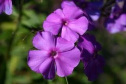 Leuchtfeuer (Farbpower Für Den Garten) -Grün Raum Verkaufsgeschäft 2001000 Leuchtfeuer Farbpower 20fuer 20den 20Garten 17