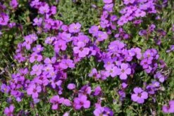 Leuchtfeuer (Farbpower Für Den Garten) -Grün Raum Verkaufsgeschäft 2001000 Leuchtfeuer Farbpower 20fuer 20den 20Garten 6