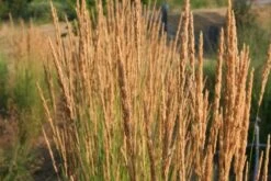 Leuchtfeuer (Farbpower Für Den Garten) -Grün Raum Verkaufsgeschäft 2001000 Leuchtfeuer Farbpower 20fuer 20den 20Garten 7