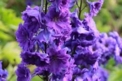 Ländlicher Zauber (Der Charme Alter Bauerngärten) -Grün Raum Verkaufsgeschäft 2001007 Laendlicher 20Zauber Der 20Charme 20alter 20Bauerngaerten 12