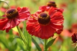 Ländlicher Zauber (Der Charme Alter Bauerngärten) -Grün Raum Verkaufsgeschäft 2001007 Laendlicher 20Zauber Der 20Charme 20alter 20Bauerngaerten 18