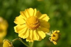 Ländlicher Zauber (Der Charme Alter Bauerngärten) -Grün Raum Verkaufsgeschäft 2001007 Laendlicher 20Zauber Der 20Charme 20alter 20Bauerngaerten 19