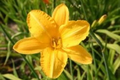 Ländlicher Zauber (Der Charme Alter Bauerngärten) -Grün Raum Verkaufsgeschäft 2001007 Laendlicher 20Zauber Der 20Charme 20alter 20Bauerngaerten 20