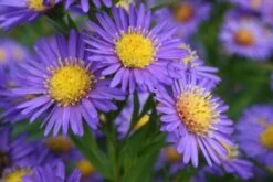 Ländlicher Zauber (Der Charme Alter Bauerngärten) -Grün Raum Verkaufsgeschäft 2001007 Laendlicher 20Zauber Der 20Charme 20alter 20Bauerngaerten 4