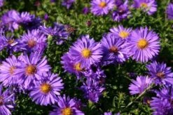 Ländlicher Zauber (Der Charme Alter Bauerngärten) -Grün Raum Verkaufsgeschäft 2001007 Laendlicher 20Zauber Der 20Charme 20alter 20Bauerngaerten 5