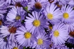 Ländlicher Zauber (Der Charme Alter Bauerngärten) -Grün Raum Verkaufsgeschäft 2001007 Laendlicher 20Zauber Der 20Charme 20alter 20Bauerngaerten 6