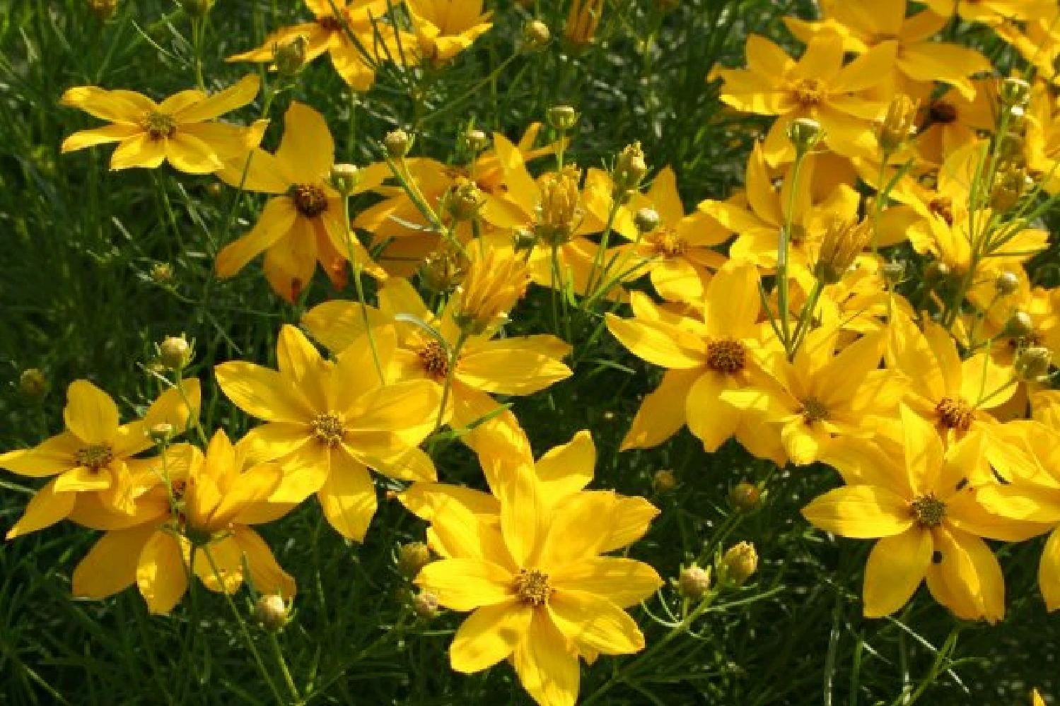 Dauerblüher (Perfektion In Form Und Farbe) 10 Dauerblüher (Perfektion In Form Und Farbe) – Bild 10