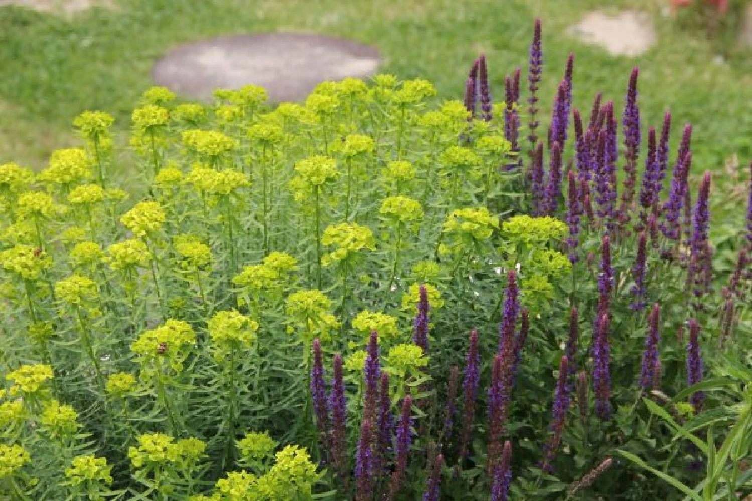 Dauerblüher (Perfektion In Form Und Farbe) 12 Dauerblüher (Perfektion In Form Und Farbe) – Bild 12