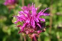 Dauerblüher (Perfektion In Form Und Farbe) 34 Dauerblüher (Perfektion In Form Und Farbe) -Grün Raum Verkaufsgeschäft 2001009 Dauerblueher Perfektion 20in 20Form 20und 20Farbe 15