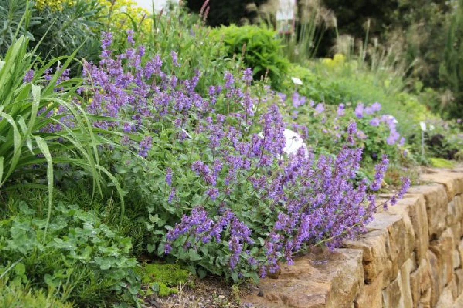 Dauerblüher (Perfektion In Form Und Farbe) 16 Dauerblüher (Perfektion In Form Und Farbe) – Bild 16