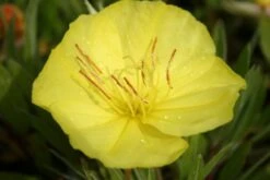 Dauerblüher (Perfektion In Form Und Farbe) 36 Dauerblüher (Perfektion In Form Und Farbe) -Grün Raum Verkaufsgeschäft 2001009 Dauerblueher Perfektion 20in 20Form 20und 20Farbe 17