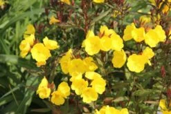 Dauerblüher (Perfektion In Form Und Farbe) 37 Dauerblüher (Perfektion In Form Und Farbe) -Grün Raum Verkaufsgeschäft 2001009 Dauerblueher Perfektion 20in 20Form 20und 20Farbe 18