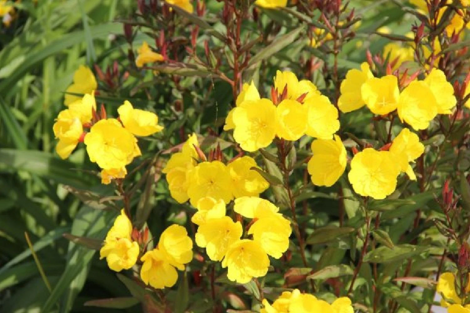 Dauerblüher (Perfektion In Form Und Farbe) 18 Dauerblüher (Perfektion In Form Und Farbe) – Bild 18