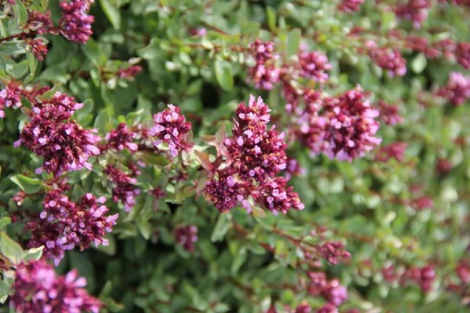 Dauerblüher (Perfektion In Form Und Farbe) 19 Dauerblüher (Perfektion In Form Und Farbe) – Bild 19