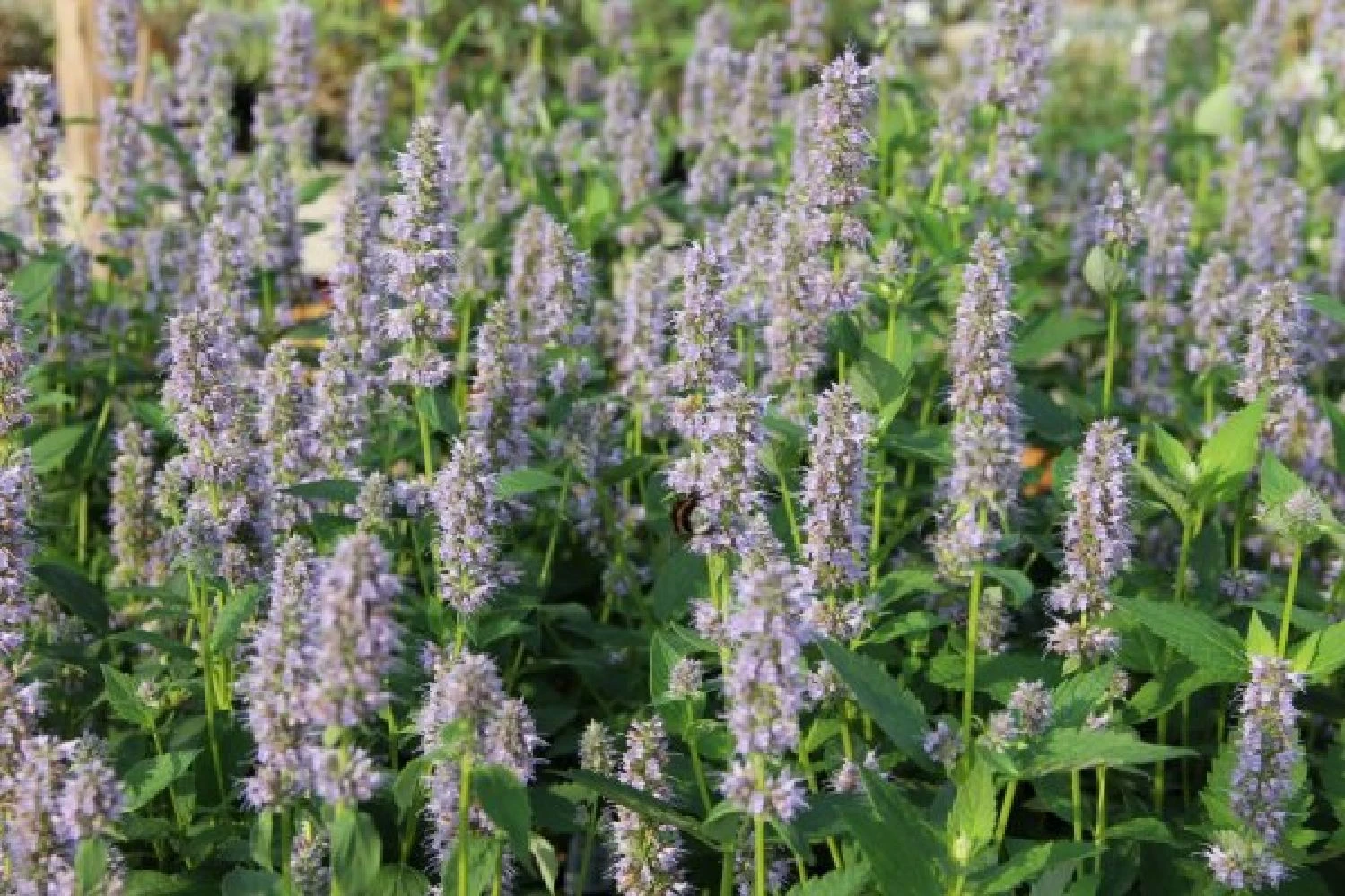 Dauerblüher (Perfektion In Form Und Farbe) 5 Dauerblüher (Perfektion In Form Und Farbe) – Bild 5