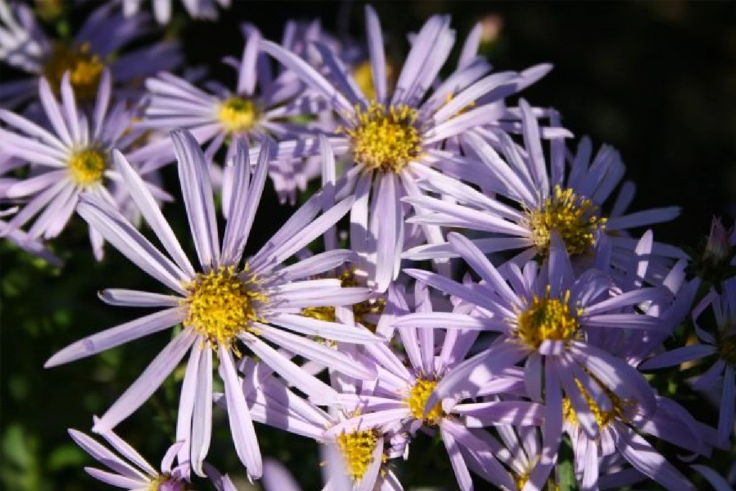 Dauerblüher (Perfektion In Form Und Farbe) 7 Dauerblüher (Perfektion In Form Und Farbe) – Bild 7