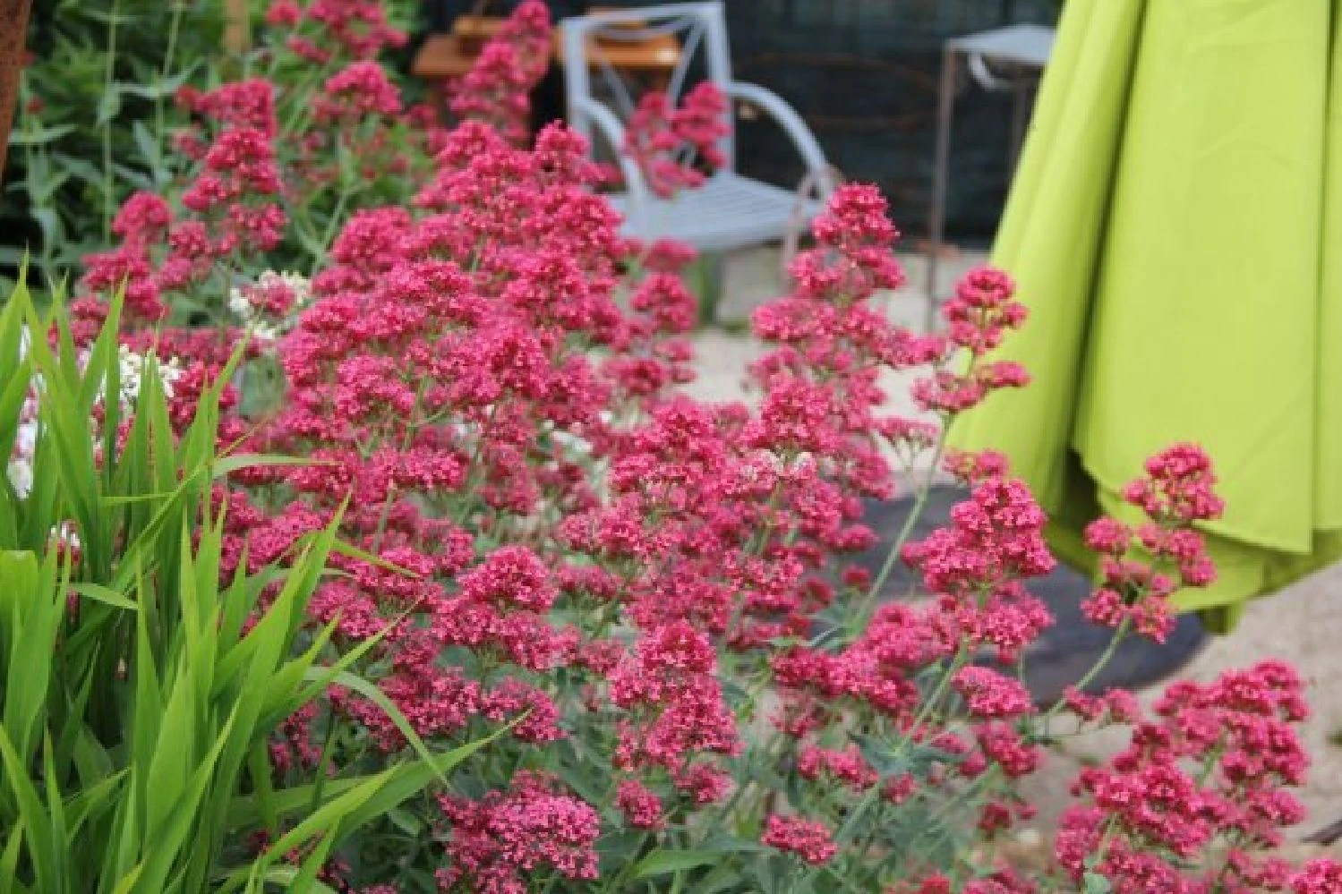 Dauerblüher (Perfektion In Form Und Farbe) 9 Dauerblüher (Perfektion In Form Und Farbe) – Bild 9