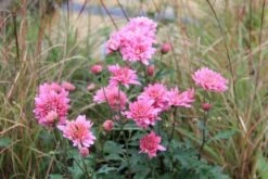 Pastellbeet (Ein Beet Zum Hineinkuscheln) -Grün Raum Verkaufsgeschäft 2001010 Pastellbeet Ein 20Beet 20zum 20Hineinkuscheln 10