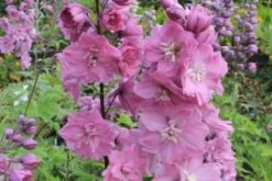 Pastellbeet (Ein Beet Zum Hineinkuscheln) -Grün Raum Verkaufsgeschäft 2001010 Pastellbeet Ein 20Beet 20zum 20Hineinkuscheln 12