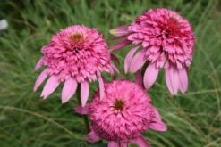 Pastellbeet (Ein Beet Zum Hineinkuscheln) -Grün Raum Verkaufsgeschäft 2001010 Pastellbeet Ein 20Beet 20zum 20Hineinkuscheln 13