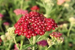 Pastellbeet (Ein Beet Zum Hineinkuscheln) -Grün Raum Verkaufsgeschäft 2001010 Pastellbeet Ein 20Beet 20zum 20Hineinkuscheln 3