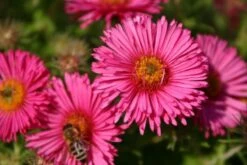 Pastellbeet (Ein Beet Zum Hineinkuscheln) -Grün Raum Verkaufsgeschäft 2001010 Pastellbeet Ein 20Beet 20zum 20Hineinkuscheln 6