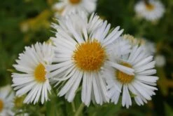 Pastellbeet (Ein Beet Zum Hineinkuscheln) -Grün Raum Verkaufsgeschäft 2001010 Pastellbeet Ein 20Beet 20zum 20Hineinkuscheln 7