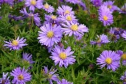 Pastellbeet (Ein Beet Zum Hineinkuscheln) -Grün Raum Verkaufsgeschäft 2001010 Pastellbeet Ein 20Beet 20zum 20Hineinkuscheln 8