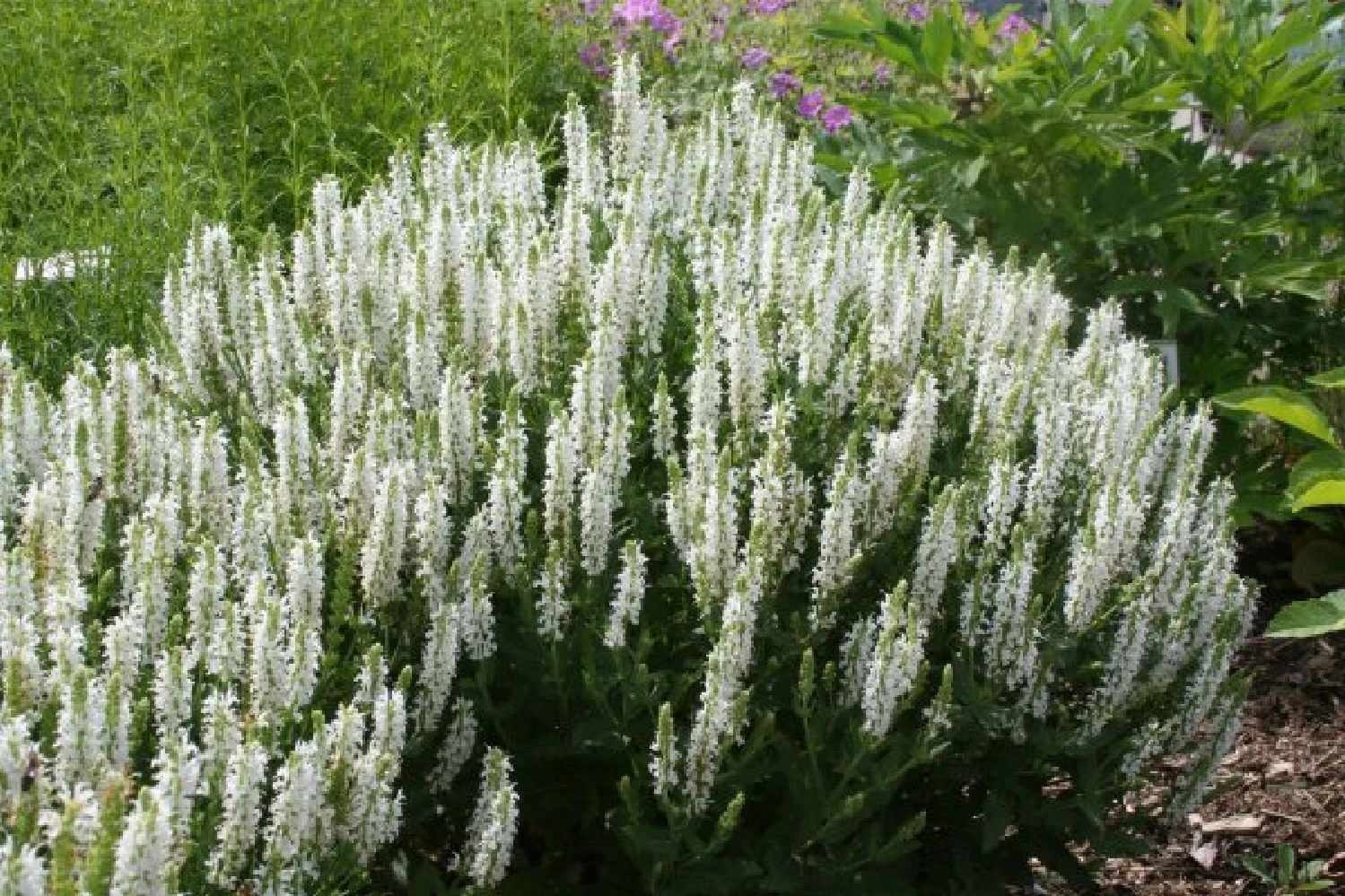 Blaue Welle (Das Klassisch-elegante Beet In Blau Und Weiß) 13 Blaue Welle (Das Klassisch-elegante Beet In Blau Und Weiß) – Bild 13